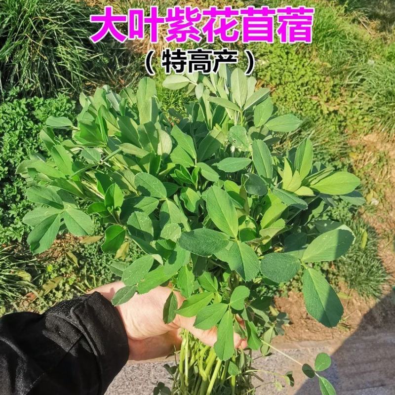 大叶紫花苜蓿种子多年生苜蓿草籽四季牧草种子鸡鸭鹅牛羊鱼草
