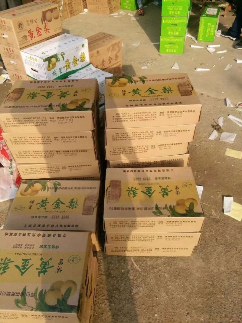 河南南阳方城当季水果黄金梨大量供应！