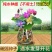 【1周发芽】无土水培碗莲花种籽子盆栽水养生睡莲荷花四季开