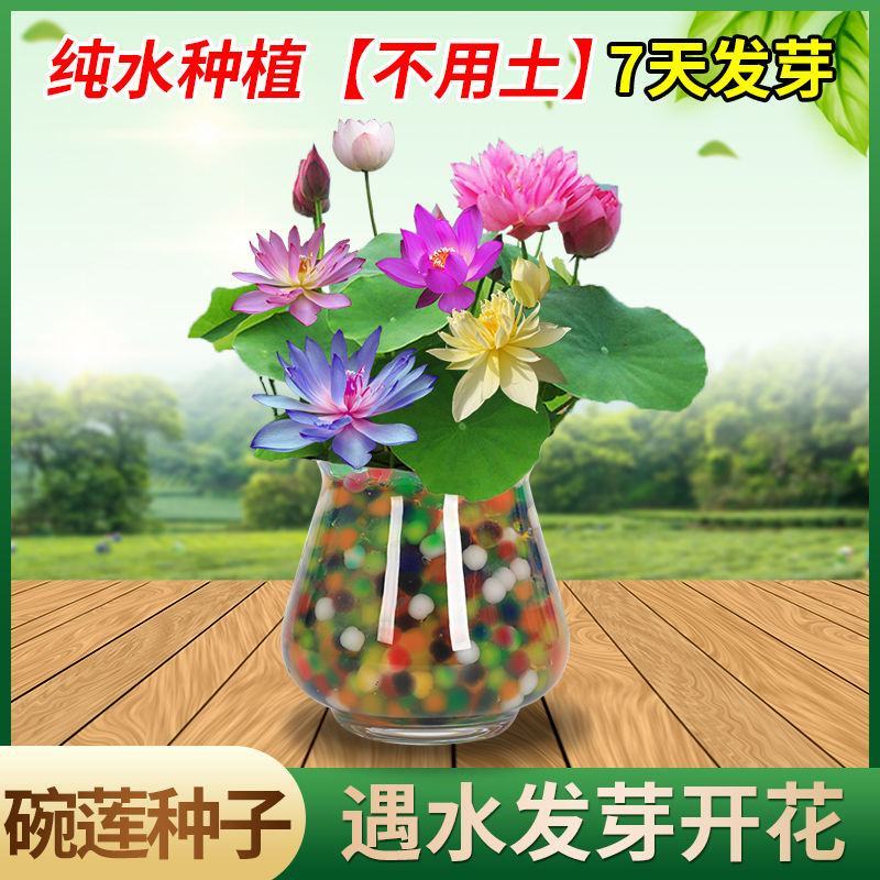 【1周发芽】无土水培碗莲花种籽子盆栽水养生睡莲荷花四季开