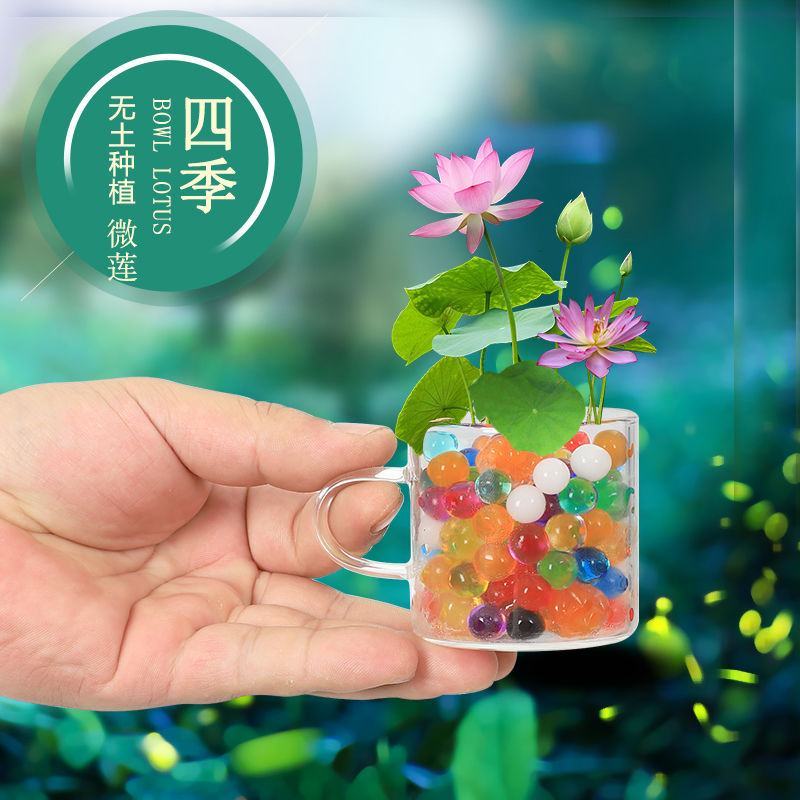【1周发芽】无土水培碗莲花种籽子盆栽水养生睡莲荷花四季开