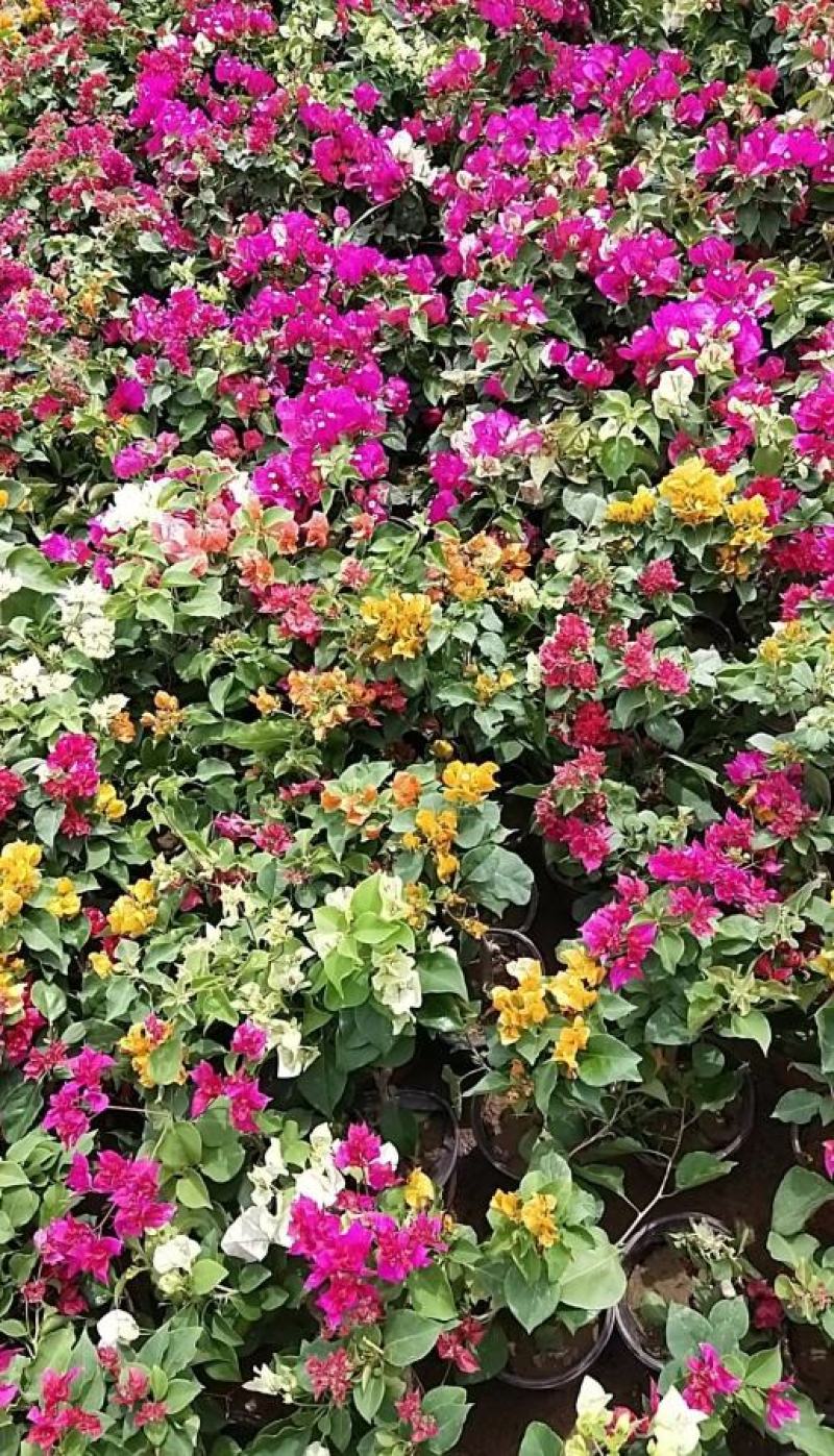 三角梅盆栽带花带土发货重瓣开花不断好养易活