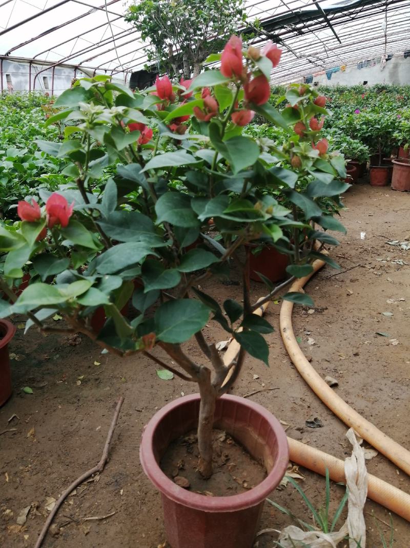 三角梅盆栽带花带土发货重瓣开花不断好养易活
