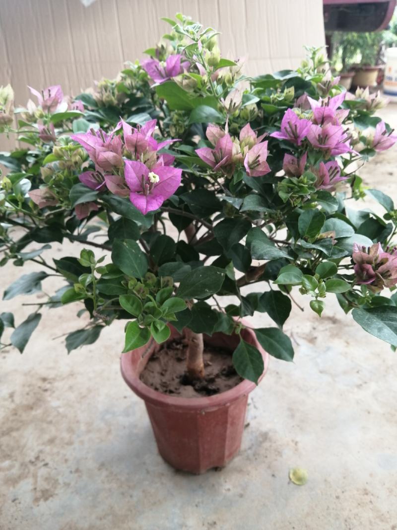 三角梅盆栽带花带土发货重瓣开花不断好养易活
