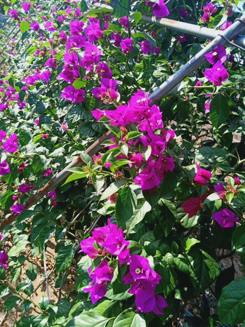 三角梅盆栽带花带土发货重瓣开花不断好养易活
