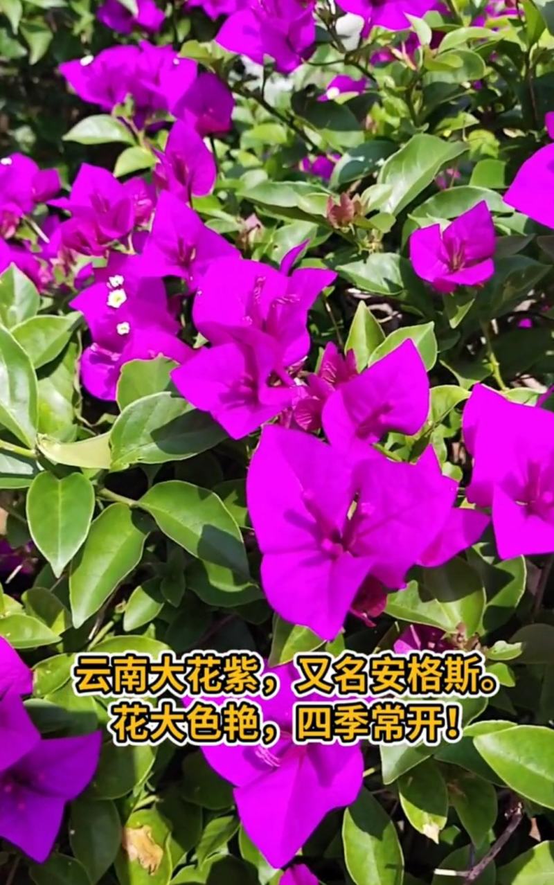 三角梅盆栽带花带土发货重瓣开花不断好养易活
