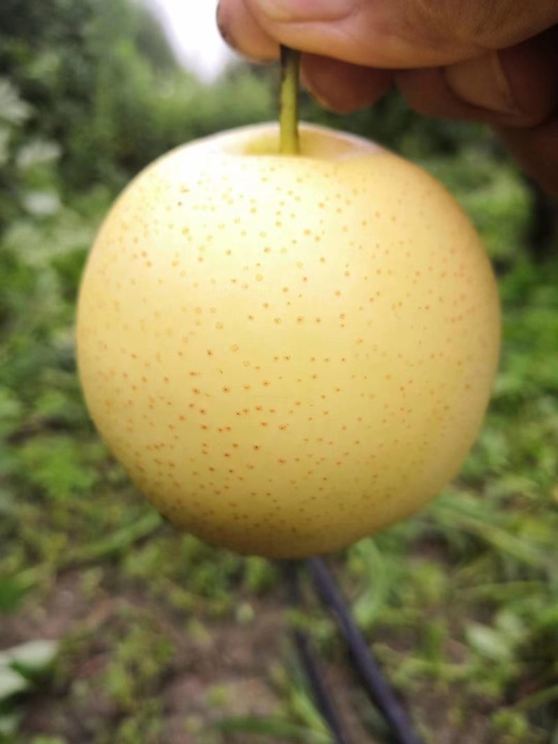 我要把家乡的各种核桃代卖到全国各地