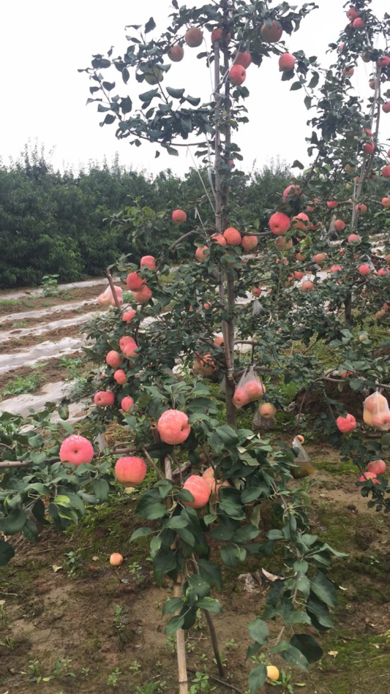 陕西苹果大量冷库货，对接电商，支持一件代发
