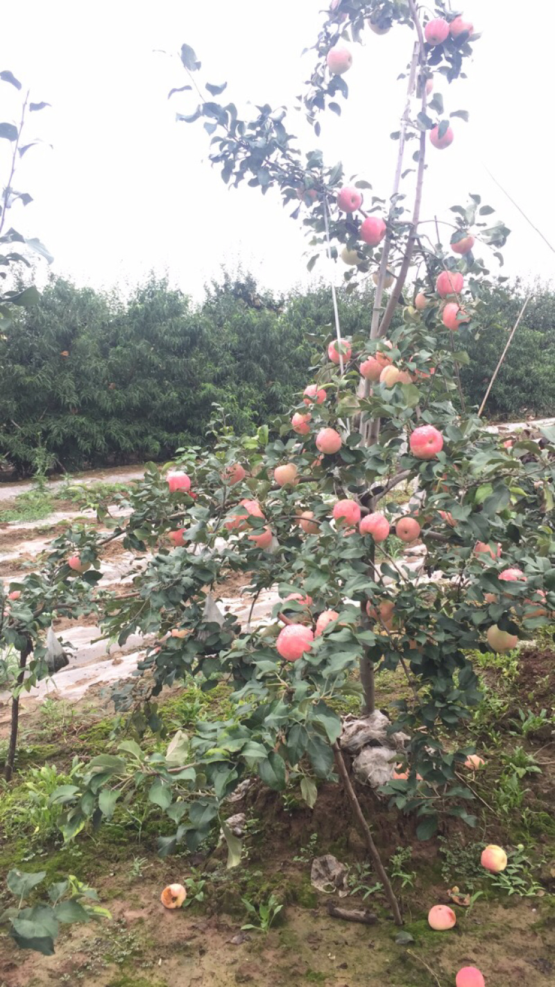 陕西苹果大量冷库货，对接电商，支持一件代发