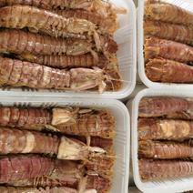 熟冻皮皮虾虾爬子活体加工（只只包肥）一斤/盒装包肥