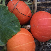 产地直销精品绿南瓜，红南瓜🎃量大从优。