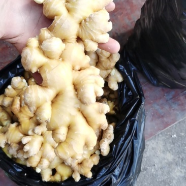 大量出售精品小黄姜，量大从优。