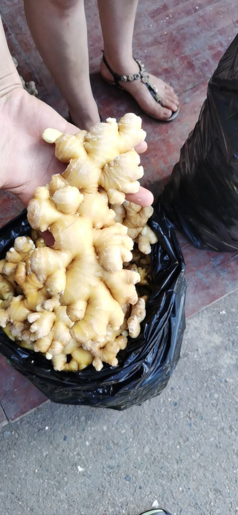 大量出售精品小黄姜，量大从优。