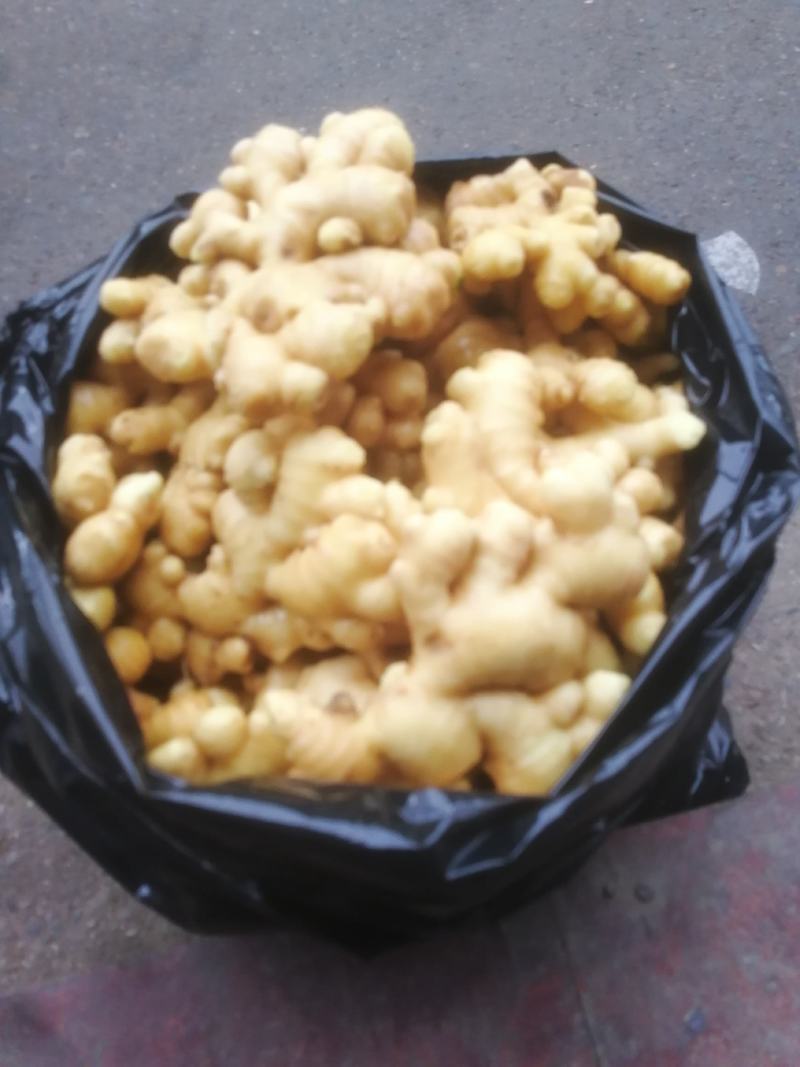 大量出售精品小黄姜，量大从优。