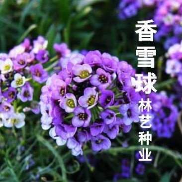 香雪球种子四季开花的花种易种易活花卉植物盆栽花海