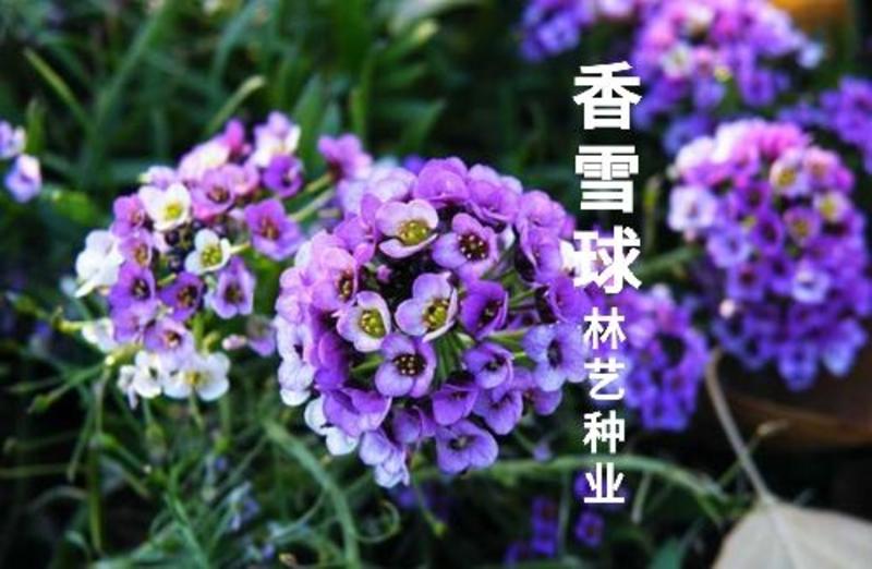 香雪球种子四季开花的花种易种易活花卉植物盆栽花海