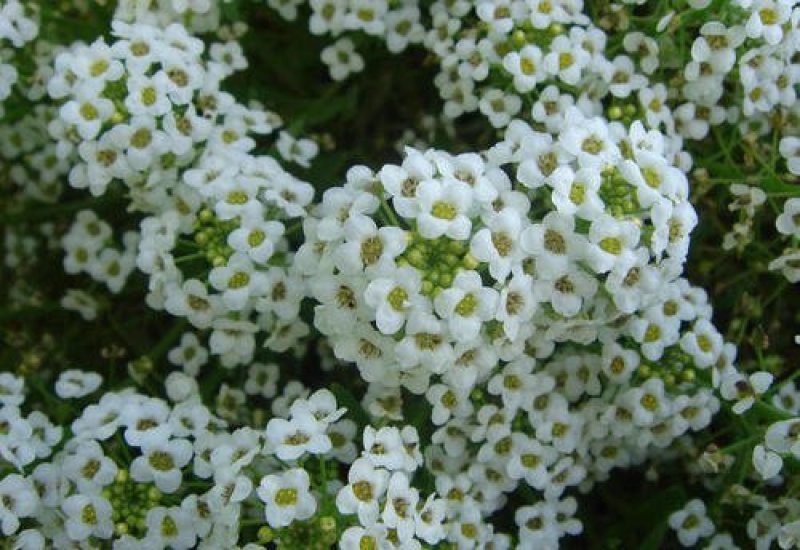 香雪球种子四季开花的花种易种易活花卉植物盆栽花海