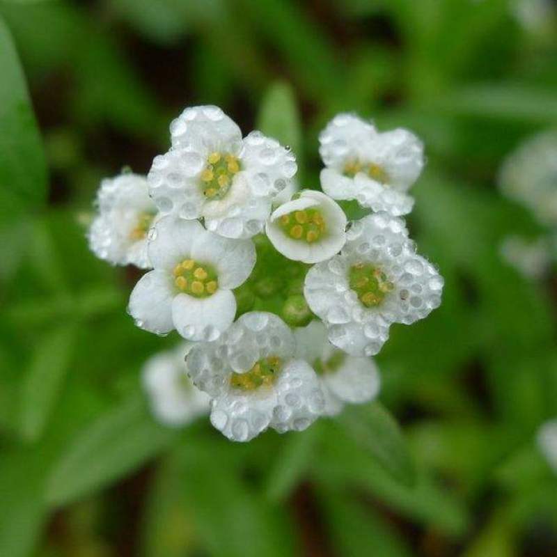 香雪球种子四季开花的花种易种易活花卉植物盆栽花海