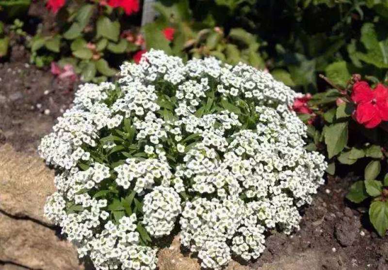 香雪球种子四季开花的花种易种易活花卉植物盆栽花海