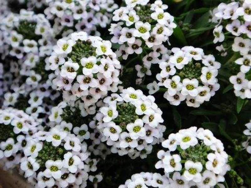 香雪球种子四季开花的花种易种易活花卉植物盆栽花海