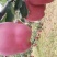 花牛70mm以上光果