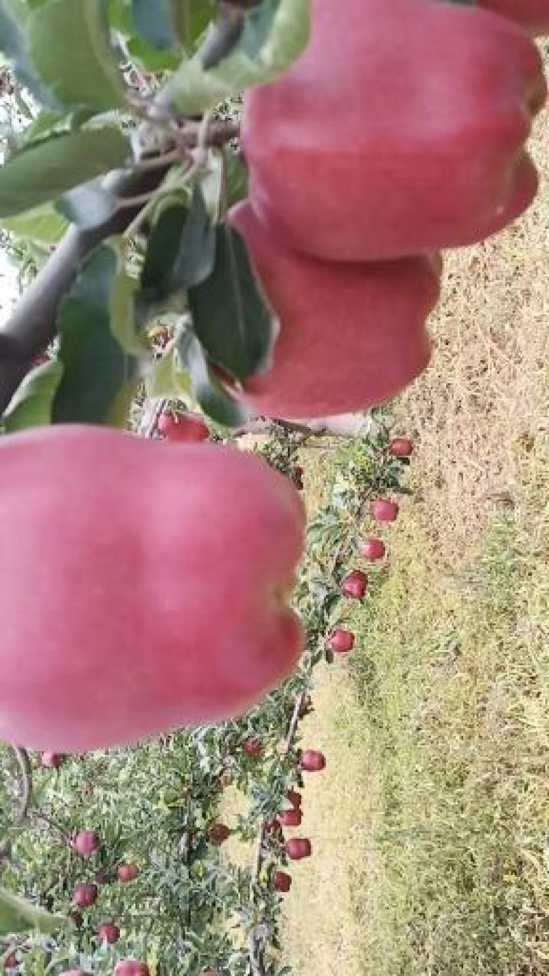 花牛70mm以上光果