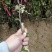 花椒苗大红袍花椒苗狮子头花椒苗红皮花椒苗一年苗