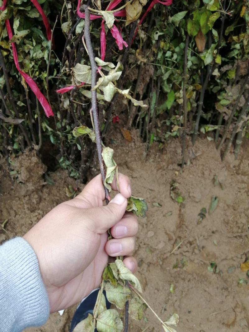 花椒苗大红袍花椒苗狮子头花椒苗红皮花椒苗一年苗