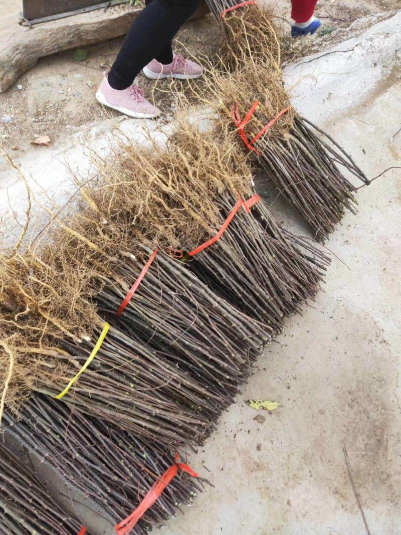 花椒苗大红袍花椒苗狮子头花椒苗红皮花椒苗一年苗