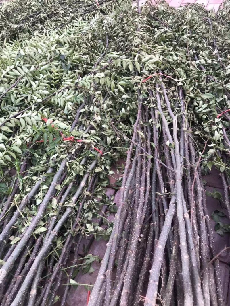 花椒苗大红袍花椒苗狮子头花椒苗红皮花椒苗一年苗