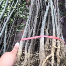 花椒苗大红袍花椒苗狮子头花椒苗红皮花椒苗一年苗