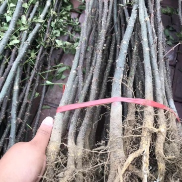 花椒苗大红袍花椒苗狮子头花椒苗红皮花椒苗一年苗