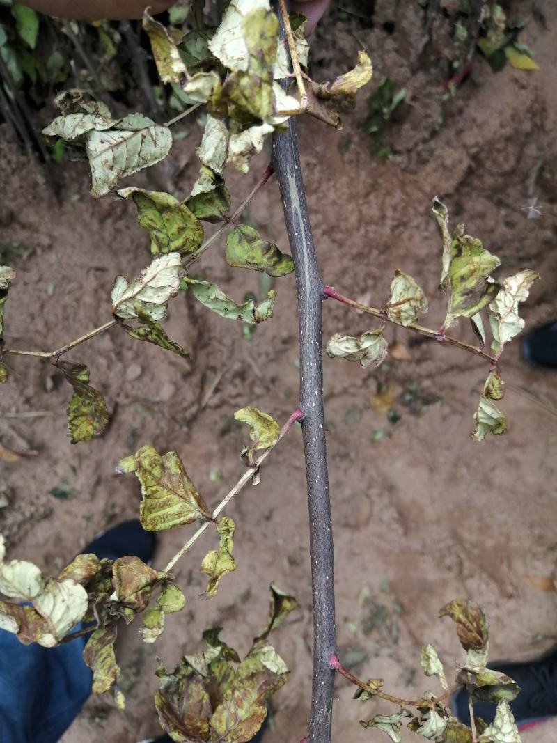 花椒苗大红袍花椒苗狮子头花椒苗红皮花椒苗一年苗