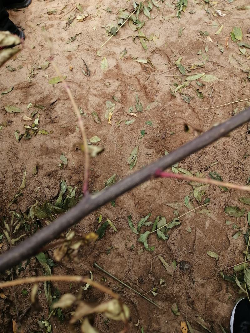 花椒苗大红袍花椒苗狮子头花椒苗红皮花椒苗一年苗