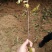 花椒苗大红袍花椒苗狮子头花椒苗红皮花椒苗一年苗