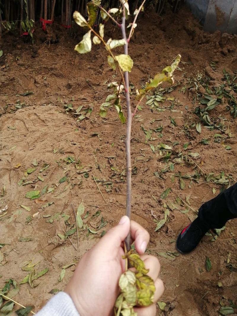 花椒苗大红袍花椒苗狮子头花椒苗红皮花椒苗一年苗