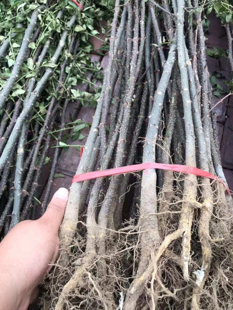 花椒苗大红袍花椒苗狮子头花椒苗红皮花椒苗一年苗