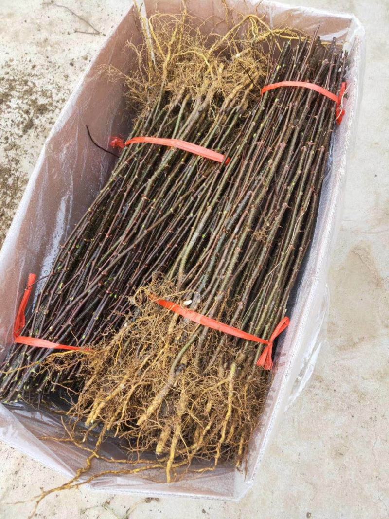 花椒苗大红袍花椒苗狮子头花椒苗红皮花椒苗一年苗