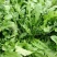 蒲公英种子四季种植野生婆婆丁野菜大田盆栽阳台可食用药用蔬