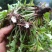蒲公英种子四季种植野生婆婆丁野菜大田盆栽阳台可食用药用蔬