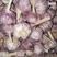 大蒜金乡紫皮蒜品质保证产地直发欢迎咨询采购
