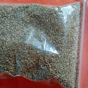 艾草种籽四季种植食用艾蒿药用青团艾草驱蚊草盆栽蕲艾种