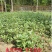 马齿苋种子农家大田四季播种蚂蚱菜阳台盆栽食用春秋野菜
