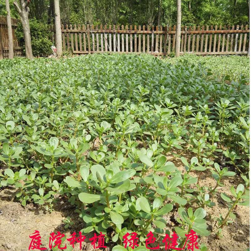 马齿苋种子农家大田四季播种蚂蚱菜阳台盆栽食用春秋野菜