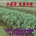 马齿苋种子农家大田四季播种蚂蚱菜阳台盆栽食用春秋野菜