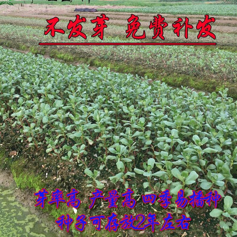 马齿苋种子农家大田四季播种蚂蚱菜阳台盆栽食用春秋野菜
