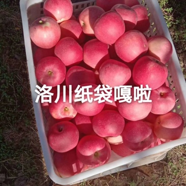 洛川优生区嘎啦纸袋红嘎啦即将上市，有需要的客户联系