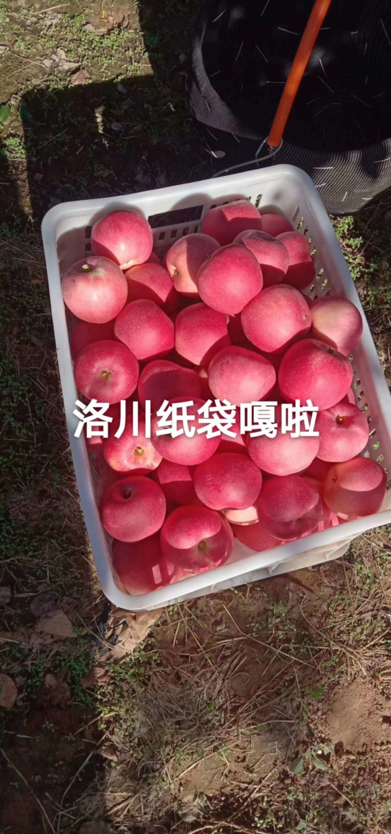 洛川优生区嘎啦纸袋红嘎啦即将上市，有需要的客户联系