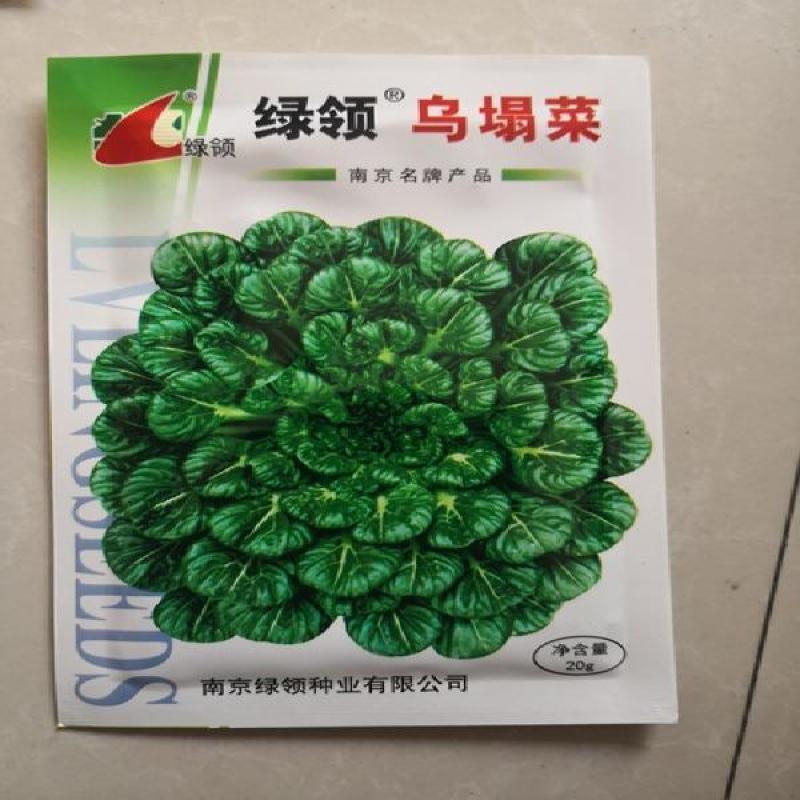 绿领黄心乌菜种子金黄心种籽乌塌菜四季白菜阳台蔬菜孑黑菜秋