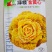 绿领黄心乌菜种子金黄心种籽乌塌菜四季白菜阳台蔬菜孑黑菜秋